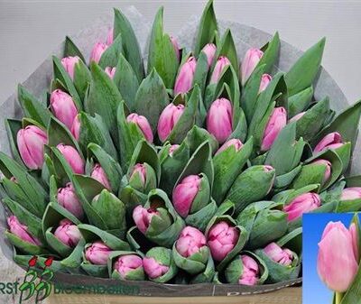 Тюльпан 'Dutch Delight'