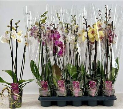 Орхідея 3-х стеблова 'Gem 8 Kl'