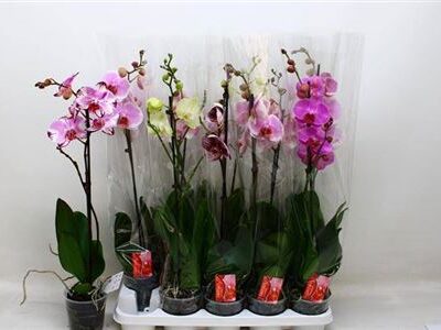 Орхідея 1-х стеблова 'Gem 8 Kl'