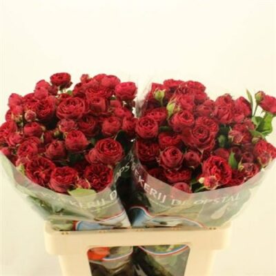 Кущова троянда 'Maroon'