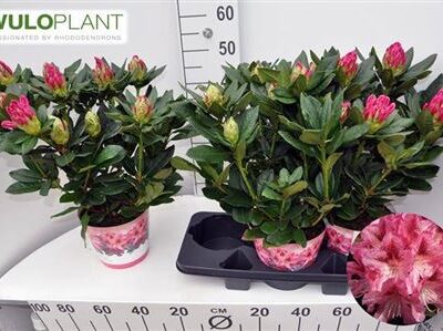 Рододендрон 'Cosmopolita'