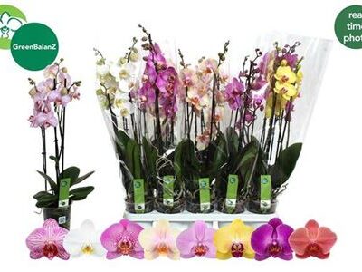 Орхідея 3-х стеблова 'Gem 8 Kl'