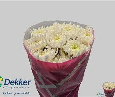 Хризантема 'Bignews'