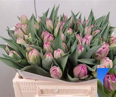 Тюльпан 'Castella'