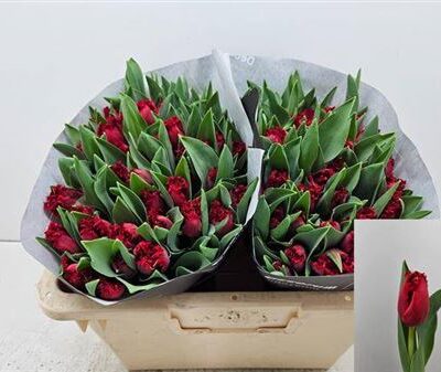 Тюльпан 'Indiana'