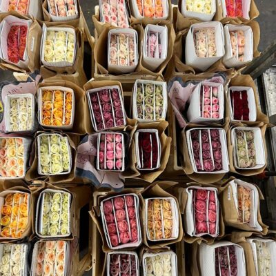 Одноголова троянда 'Mix Tambuzi'