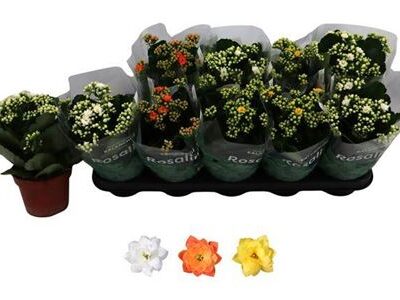 Каланхоє 'Gem 3kl'