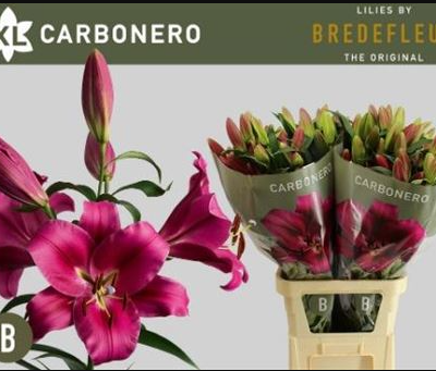 Лілія 'Carbonero 4+'