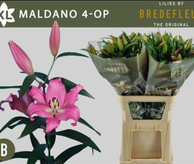 Лілія 'Maldano 4+'