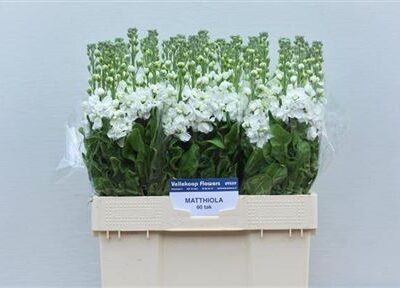 Матіола 'Iron White'