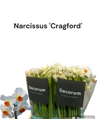 Нарцис 'Cragford'