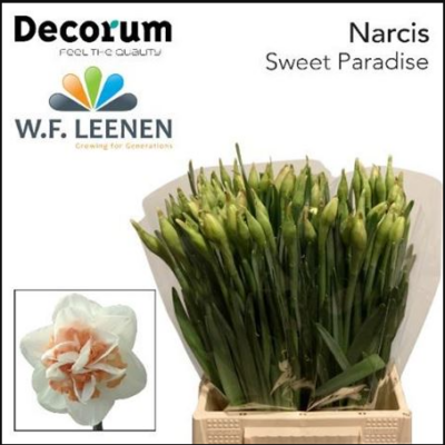 Нарцис 'Sweet Paradise'