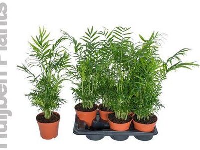 Пальма Арека