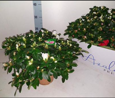 Рододендрон 'Gem'