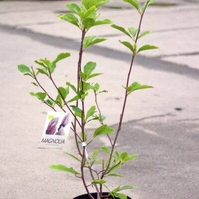 Магнолія 'Soulangeana'