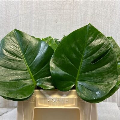 Листя монстери