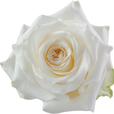 Еквадорська троянда 'Candelight'