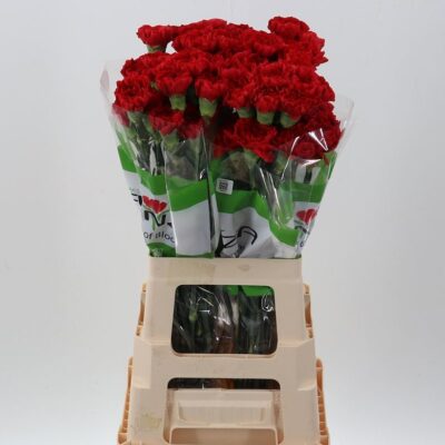 Гвоздика 'Red Soho'