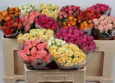 Кущова троянда 'Gem In Fust'