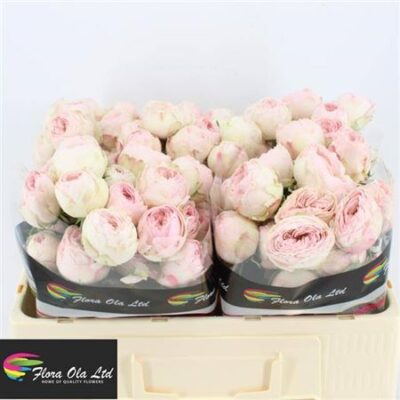 Кущова троянда 'Mansfield Park'