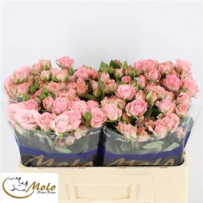 Кущова троянда 'Madam Bombastic'