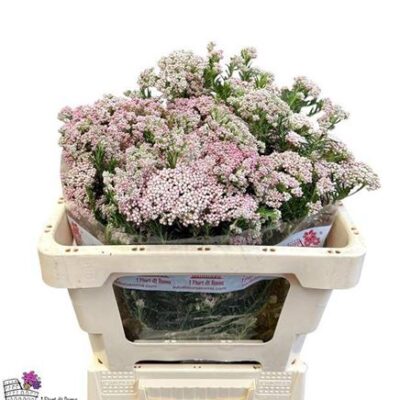 Озотамнус 'Reki Snow'