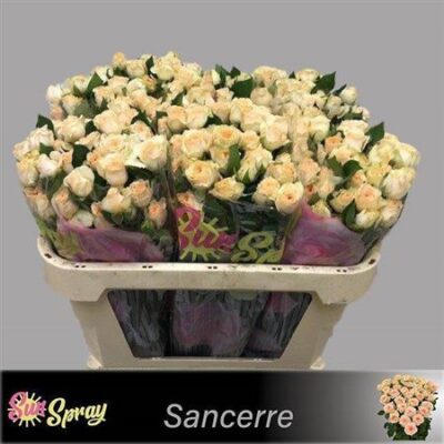 Кущова троянда 'SANCERRE'