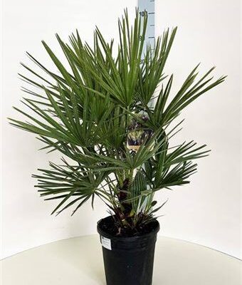 Пальма 'Humilis'