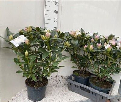 Рододендрон 'Cunningh Wh'