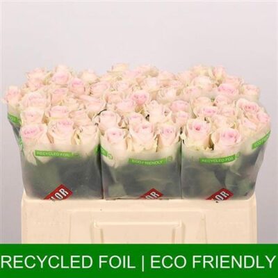 Одноголова троянда 'Revival Sweet'