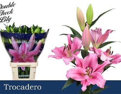 Лілія 'Trocadero'