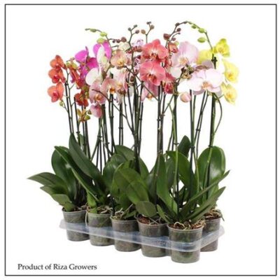 Орхідея 2-х стовбурова 'Gem'