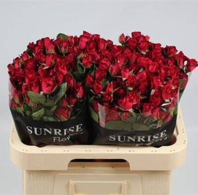 Кущова троянда 'Dominica'