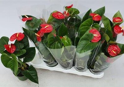 Антуріум 'ROYAL CHAMP'