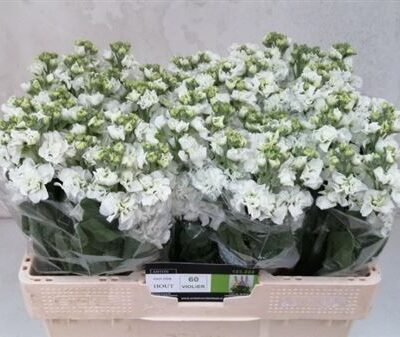 Матіола 'Iron White'