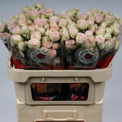 Кущова троянда 'Sweet Blossoms'