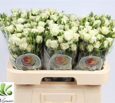 Кущова троянда 'Snowflake'