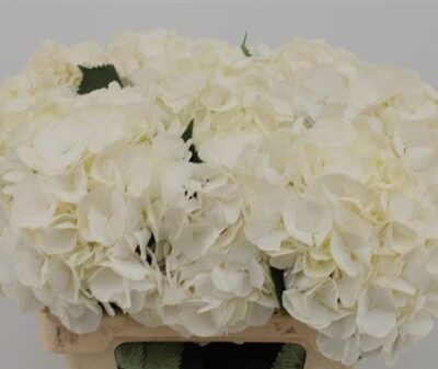 Гортензія 'White Verena'