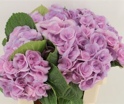 Гортензія 'Beau Papil'