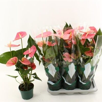 Антуріум 'Colorado'