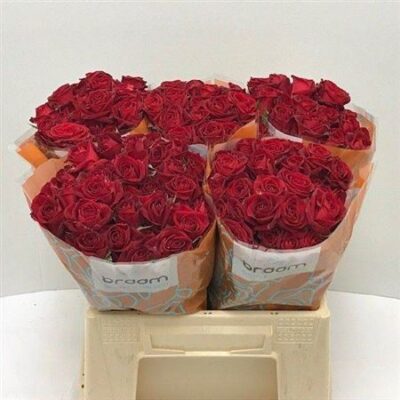 Кущова троянда 'Dominica'