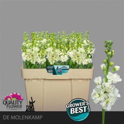 Матіола 'Aida White'