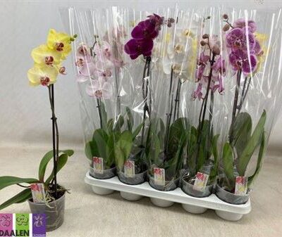 Орхідея 1-стовбурова 'Gem'