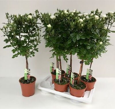 Троянди в горщику 'Ov'