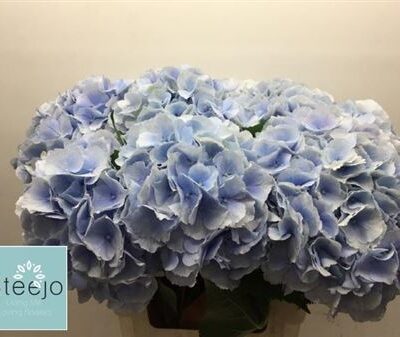 Гортензія 'Verena Bl'