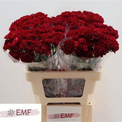 Гвоздика 'Zurigo'