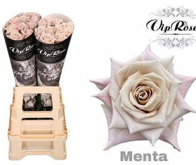 Одноголова троянда 'Menta'