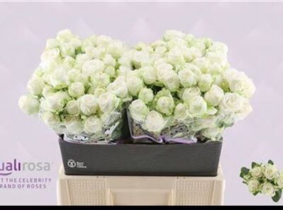 Кущова троянда 'Miss Bombastic'