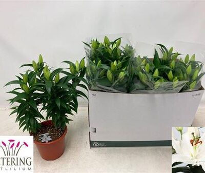 Лілія 'Sun Bahamas'