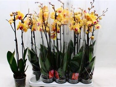 Орхідея 'Solid Gold'